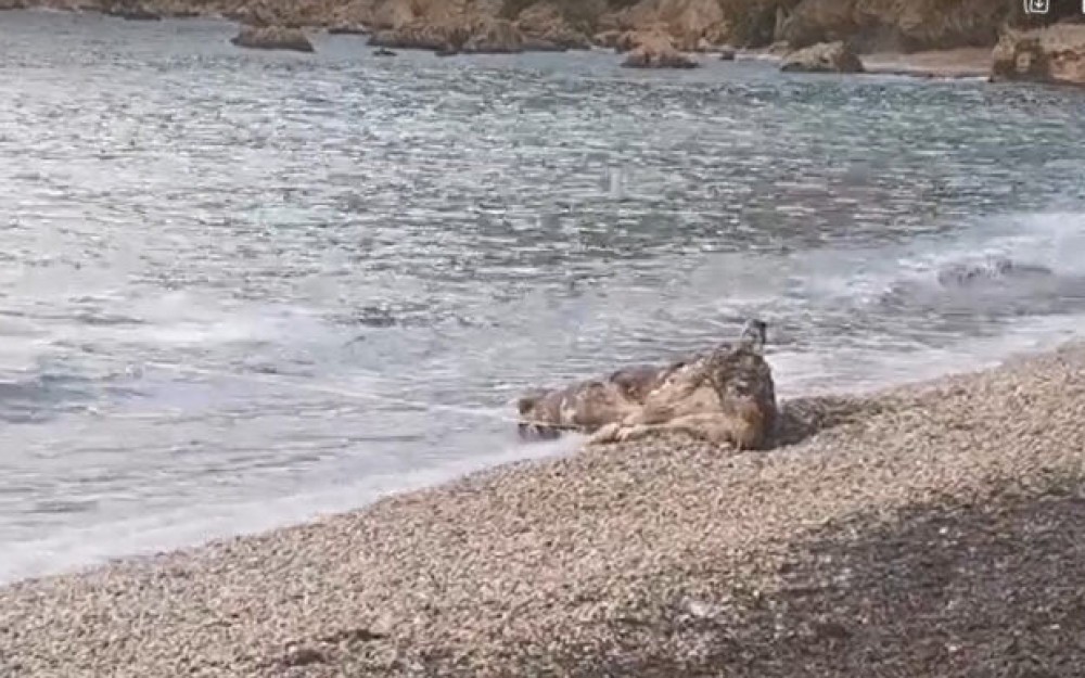 More na jadransku plažu izbacilo kravu