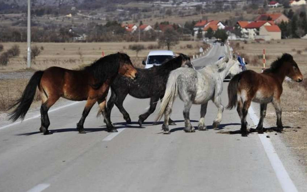 BIHAMK – Na putu Livno – Šuica česti izlasci divljih konja na cestu