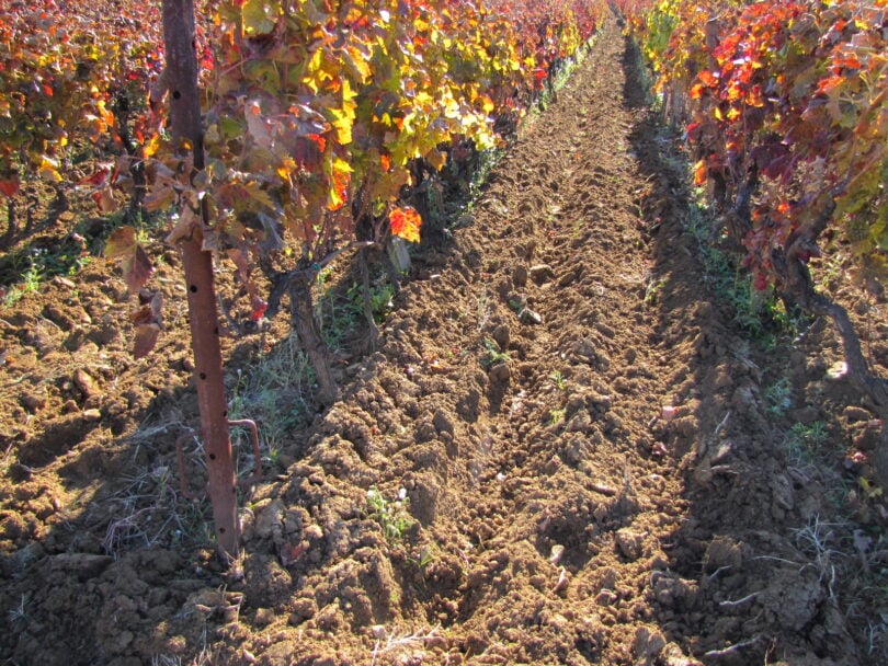 Koja gnojiva koristiti za gnojidbu vinograda i voćnjaka tijekom jeseni?